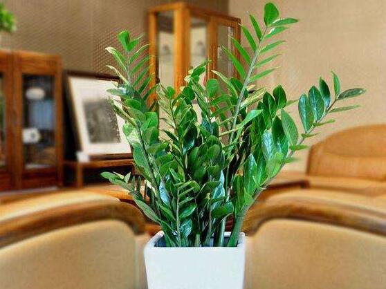 客厅摆什么植物最招财，盘点10种最旺财运的风水植物