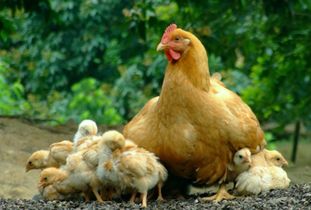 楼房内养几只鸡对风水有影响吗