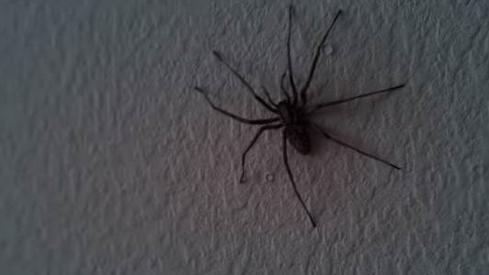家里出现了一只大蜘蛛