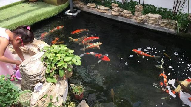 庭院鱼池怎么简单自作水循环过滤器