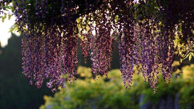 紫藤花的寓意是什么