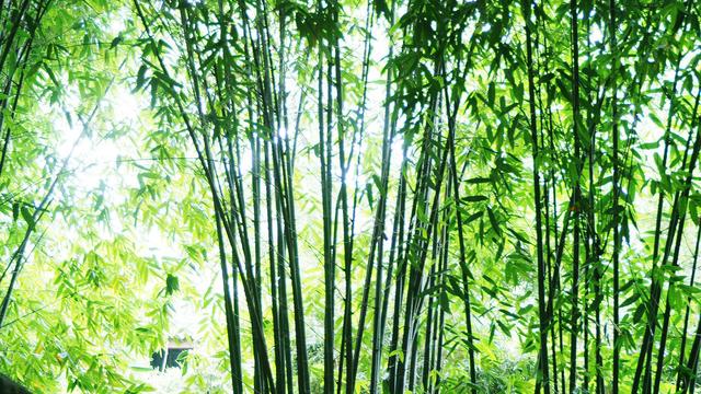 家里养竹子对人的身体有什么好处吗