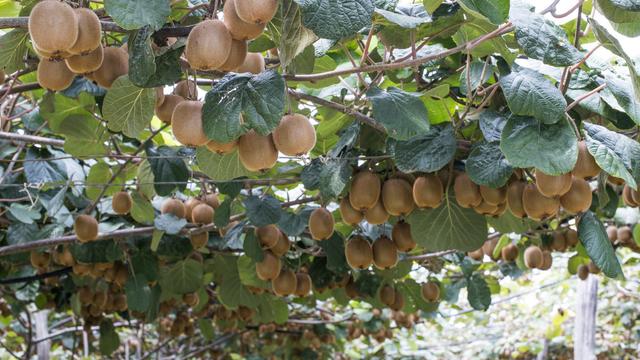 家里可以栽种猕猴桃吗