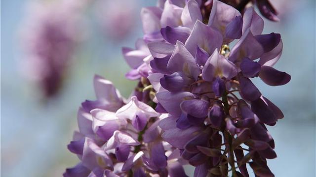 紫藤花适合在什么地方种植对土壤有特别要求吗