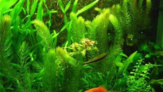水缸里养金鱼里面栽什么植物能让鱼活的更好