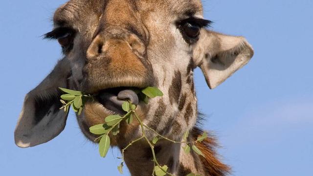 长颈鹿吃什么树叶