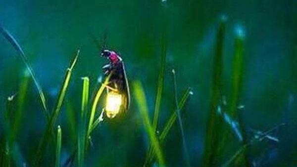 关于萤火虫的生活习性?