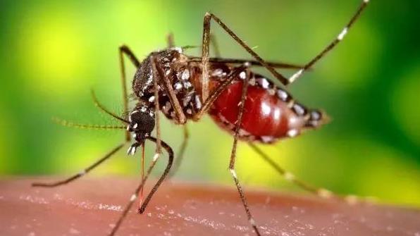 吸血蚊子的种类