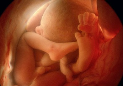 孕24周胎儿的大脑有意识了
