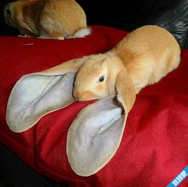 兔子的耳朵长又长 - 育儿综合