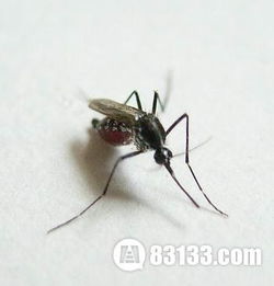 种血型不怕蚊子咬,什么血型的人不怕蚊子叮咬????