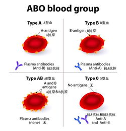 abo血型系统的鉴定原则,什么是血型?如何用标准血清鉴定ABO血型