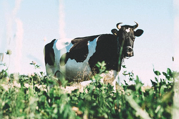属牛的2021年运势如何1997年出生 97年出生的生肖牛的2021年运程解析