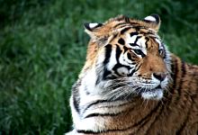 生肖虎是什么属性 属虎的五行什么命最好
