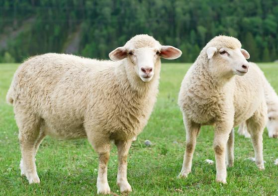 属羊爱上属牛人的可能性有多大，属羊和属牛适合结婚吗