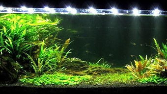 吉印水草灯偏暖色,造景鱼缸的水草灯有照度和色温的要求吗?