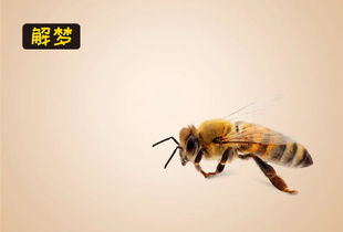做梦蜜蜂蛰了腰背后怎么回事,做梦被蜂子蛰了后背